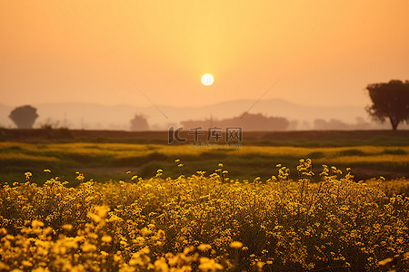 秋天晚上背景图片_田野里的黄色花朵上的日落