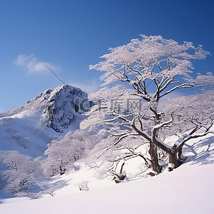 雪雪花背景图片_雪山附近的一棵树