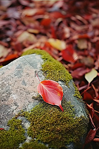 岩石地面上的一块石头，上面有两片红叶和苔藓