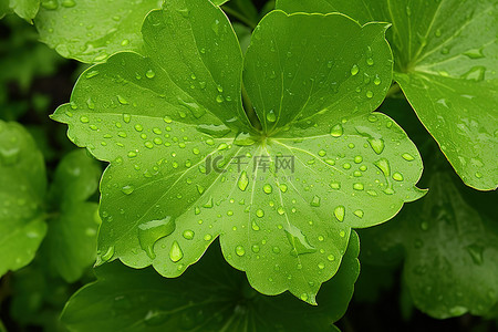 夏天绿叶植物背景图片_绿叶上的 yugetinia glyptostichus aureus 雨滴