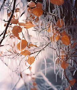 冰中的一些树枝上覆盖着树叶