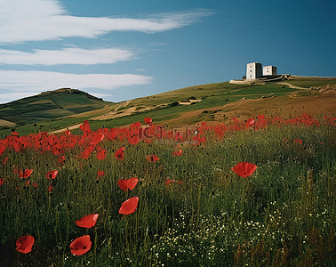 拉花背景图片_背景中的山丘上覆盖着一些红色的罂粟花