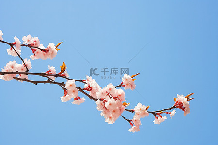 photo背景图片_清澈的蓝天映衬下盛开的樱桃 photo