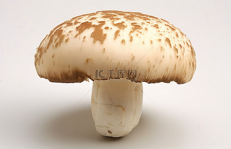 白色表面上有棕色斑点的蘑菇