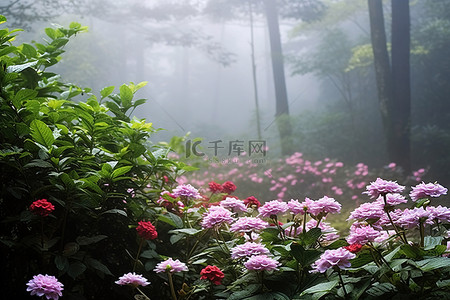 雾天行驶背景图片_雾天森林里的花朵