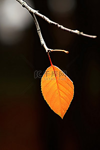 叶树枝背景图片_树枝上一片孤独的橙叶