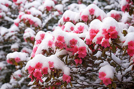 被雪覆盖的红色花灌木