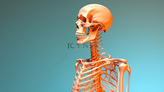 站立骨骼背景图片_男性解剖学插图骨骼的 3D 视图