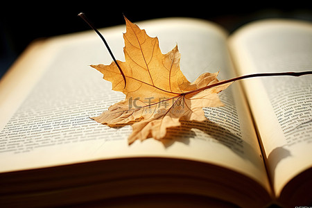 文具学习用品促背景图片_打开的书老虎枫叶上的叶子