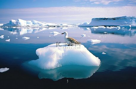 一只信天翁坐在南极洲的冰山上