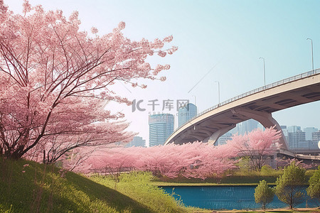 春天江景背景图片_一座城市附近樱花花瓣下的桥