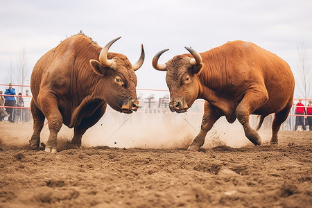 兵器打斗背景图片_两只公牛在泥土地上互相打斗