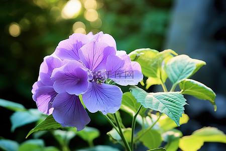 夏天绿叶植物背景图片_绿叶环绕的花园里的一朵紫色花