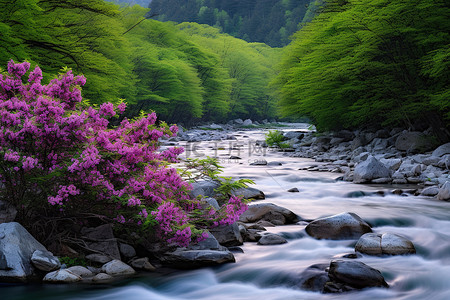 一条岩石河流，周围环绕着高大的灌木丛和鲜花