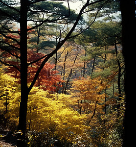 北部背景图片_从伦敦北部的 ubojeongeni 山欣赏秋季森林景观