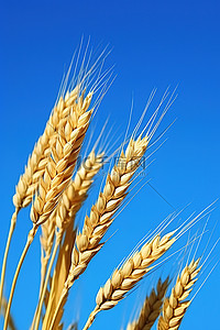 金色的麦子背景图片_蓝天上金色的麦子