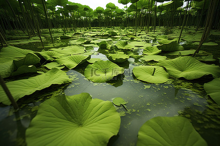 夏天荷叶背景图片_浑水栖息地的绿色荷塘
