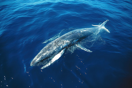 座头鲸在清澈的水中游泳