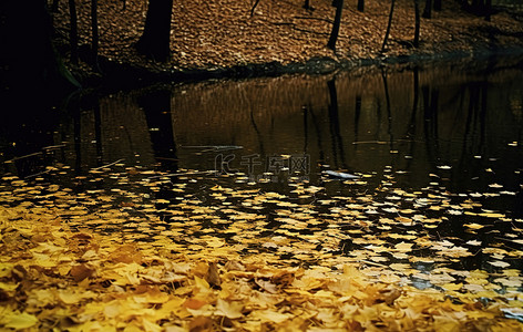 棕色叶子背景图片_水中的黄棕色叶子，有树和树