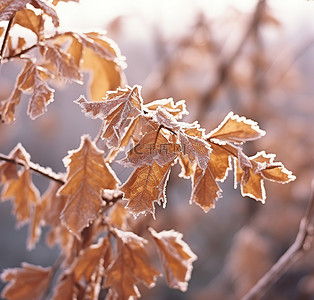 雪枫叶背景图片_灌木上的霜覆盖叶子