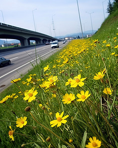 高速公路上盛开的黄色花朵