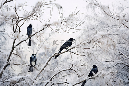 白色的冬天，白松枝上有深黑的鸟