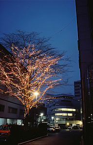 苏长崎市树上的傍晚灯光