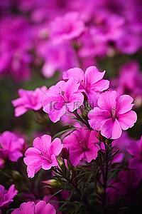 紫色的花朵在大花园里绽放