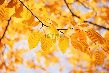 淡黄色的背景背景图片_淡黄色的树叶映衬着天空
