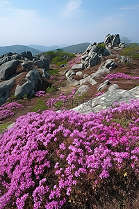 开满鲜花的岩石区和山顶