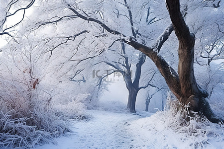 冬天季节背景图片_穿过冬雪季节的一条古老小道