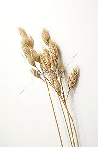 白色背景中的一根燕麦