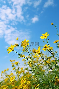 飘出来的花背景图片_从田野里长出来的黄色花朵
