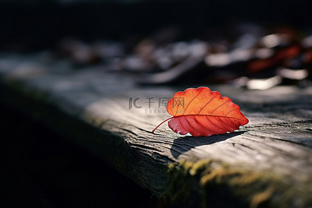 木桥背景图片_深色木桥上的红橙叶