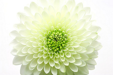 蜡菊花瓣背景图片_白色背景下近距离的一朵菊花