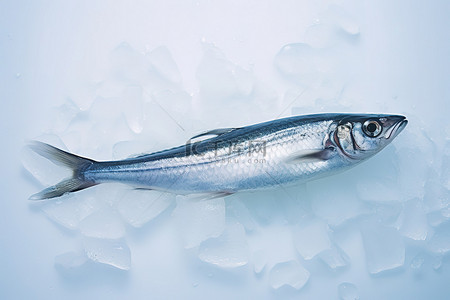 冰上嬉戏背景图片_一条鱼栖息在没有背景的冰上