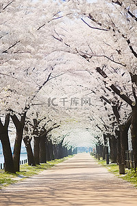 白色花朵排列的人行道和树木