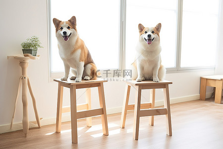 狗和狗在一些木凳上