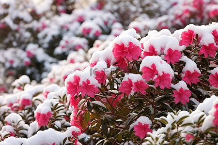 山茶花背景图片_被雪覆盖的红色花灌木