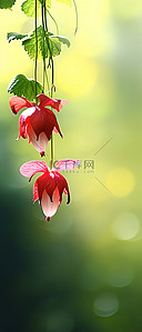 绿色红花背景图片_两朵红花挂在绿色的悬挂植物上