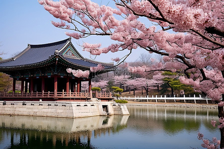 韩国首尔水边美丽的粉红色开花树木和令人印象深刻的亭子