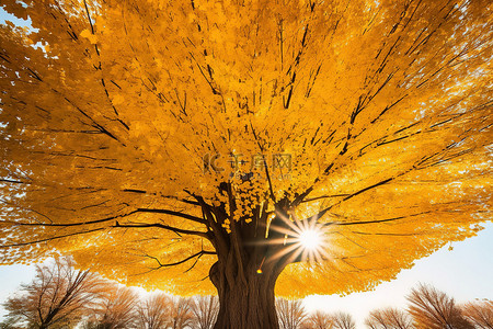 一棵树在黄色秋叶阳光的中间