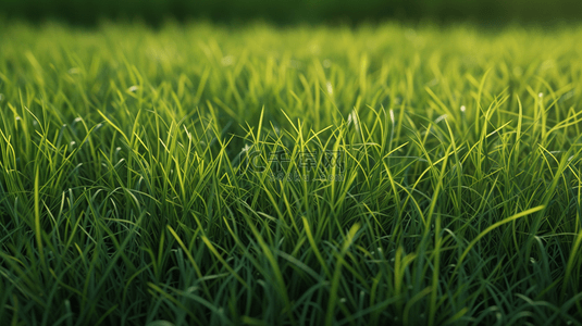 绿色草地天空背景图片_蓝色天空阳光下绿绿草坪的图片4