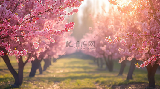 樱花背景图片_盛开的樱花大道春天设计图