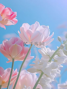 粉彩春天唯美的花朵设计