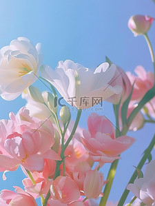 粉彩春天唯美的花朵背景图片