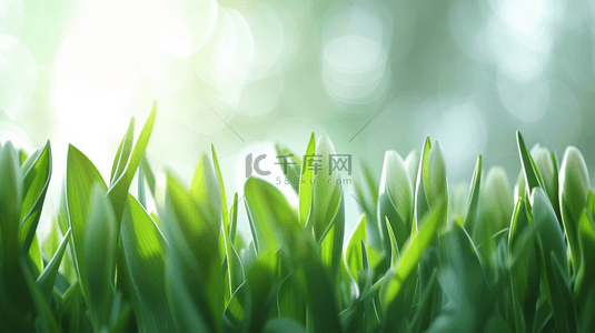 草花朵背景图片_春天里阳光下小草发芽开花的背景20