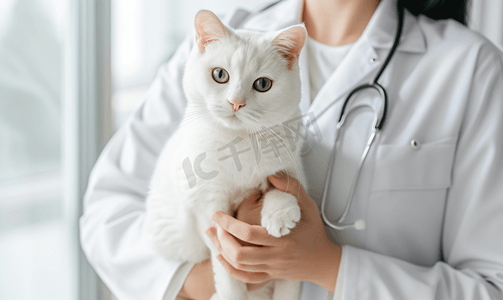 女性宠物医生给布偶猫咪体检特写