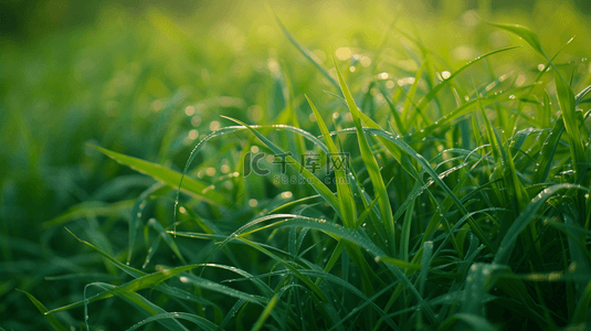蓝色天空阳光下绿绿草坪的图片18