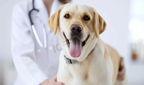 宠物医生为宠物狗做体检